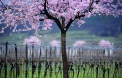 Mandelblüte