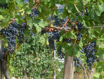 Weinberge Viranda